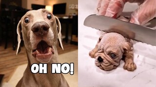 Dog Reaction to Cutting Cake 2022🤣 Funny Dog Cake Videos Compilation