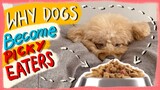 WHY DOGS BECOME PICKY EATERS| Mistakes Owners Make to Create Fuzzy Eaters| The Poodle Mom