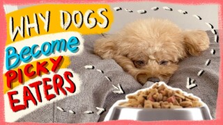 WHY DOGS BECOME PICKY EATERS| Mistakes Owners Make to Create Fuzzy Eaters| The Poodle Mom