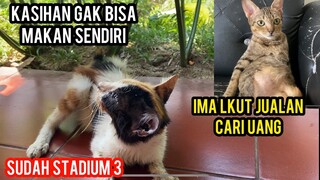 Kucing Setruk Jalan Sampai Mundur-Mundur Ini Keadaanya Sekarang..!