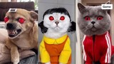 Squid Game Netflix Dogs And Cats - Tik Tok Cats Squid Game | MEOW