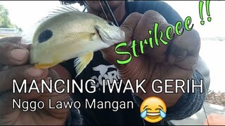 Mancing iwak Gerih bos!! Nggo lawo Mangan