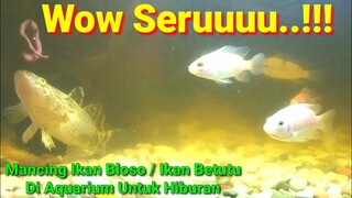 Mancing Di Aquarium Efek Musim Kemarau |Hiburan