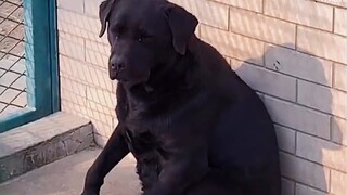 Police dog: very handsome at work, but not a serious dog after work