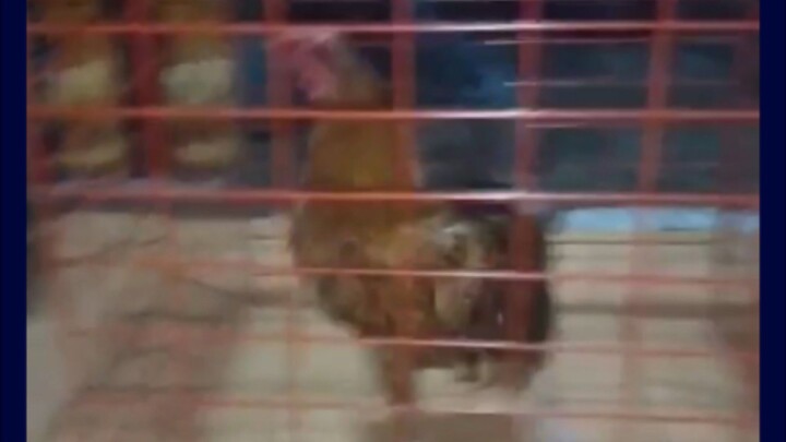 panalo pagdating sa bahay patay din nice game padin nok🐓