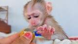Smart Baby Monkey Luca wants to know what is that & tries to touch it carefully