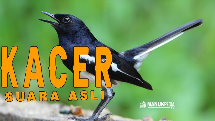 Masteran Suara Burung Kacer Gacor Kucica Kampung di alam liar