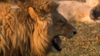 Lion Laughing🦁 free to use/copy