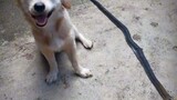 "Dog bites poisonous snake to save his owner and smiles innocently before dying☹️😢😭"