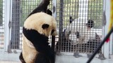 "Panda". Endless talk between Menglan and Mengbao.