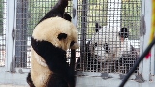 Panda kakak beradik terus bermain, keduanya terlihat sangat senang