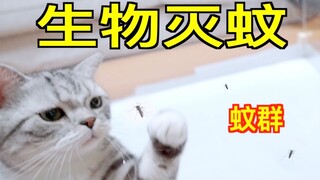 买了一箱蚊子回家，转眼就被家里猫吃完了！这就是生物灭蚊？