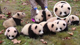 Ternyata di dunia panda juga ada sosialita.