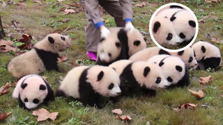 Even among pandas there are sociable pandas.