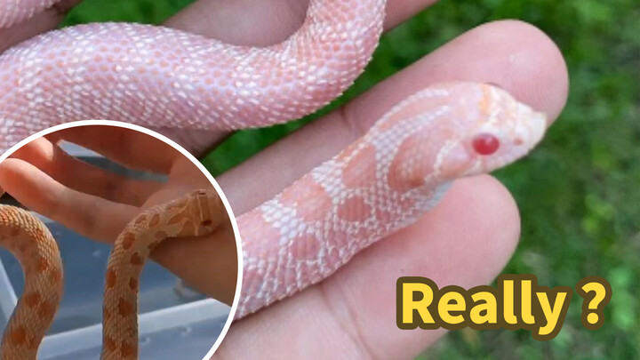 [Động vật]Khui hộp vlog đựng rắn mũi hếch hognose mới của tôi