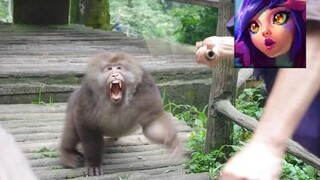 “ 妮 蔻 耍 猴 记 ”