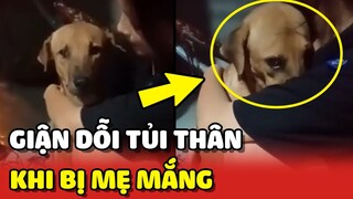 Đáng yêu với biểu cảm GIẬN DỖI TỦI THÂN của bé chó khi bị MẸ MẮNG 😂 | Yêu Lu