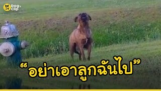 ภารกิจพิชิตหัวใจแม่หมา เพื่อช่วยเหลือเหล่าลูกตัวน้อยของเธอ... | Dog's Clip