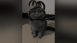 Để lại đây một " lời nhắn "  cho ai đó mà bạn đang rất nhớ ...meomeo mèo cat kitty xuhuong