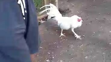 1st spar 6months white kelso