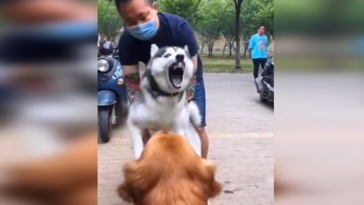 Những khoảnh khắc hài hước của đại ngáo Husky!