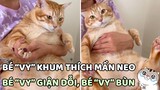 Cười mệt với bé mèo "Vy" mập ú bị Sen cắt móng tay 😂 | Yêu Lu