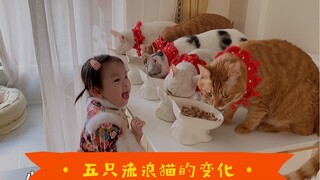 将爱传递，五只流浪猫被收养后的暖心变化