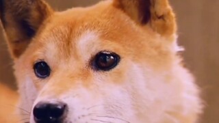 “狗狗，是你人生中的一部分；而你，却是他的一辈子！”