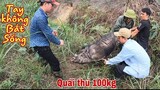 Tay Không Bắt Sống Quái Thú Rừng Xanh Lợn Rừng 100Kg | Săn Bắt Ẩm Thực Vùng Cao