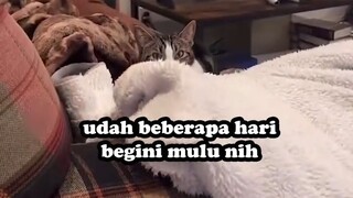 KUCING INI BILANGNYA KERJA