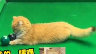 The cat was playing on the pool table, and his body couldn't keep up with his thinking. #Billiards#T