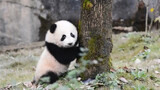 Kepuasan Itu Sebanding dengan Catnip di Dunia Panda