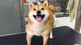 The Sweetest Shiba on the Internet. He's Experienced in the Bathtub.