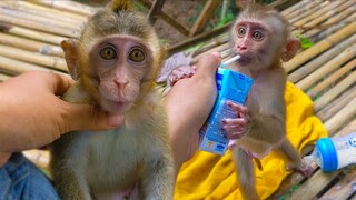 Toto doesn't hungry yet try to reject milk from Mom & Yaya enjoys drinking milk