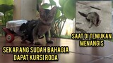 Alhamdulillah Kucing Lumpuh Ini Seneng Banget Dapat Warisan Kursi Roda Dari Kucing Icang..!