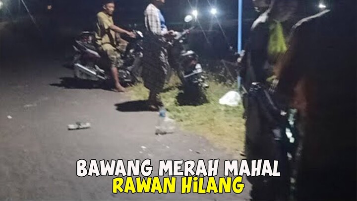 Bawang Mahal Tanaman Belum Panen Tetap Di Jaga