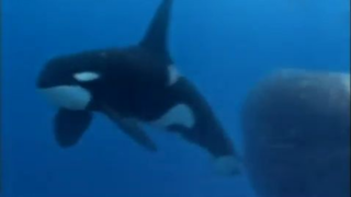 ORCAS VS SPERM WHALES - ATTACK ON A FEMALE AND HER YOUNG BULL CALF!