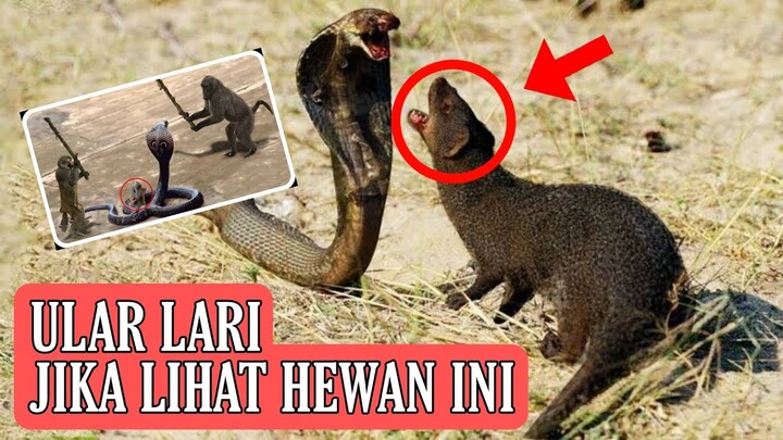 ular lari terbirit-birit jika bertemu hewan ini