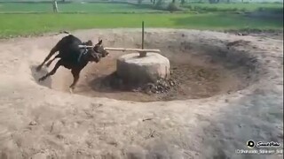 Angry Jutt Bull Dog Game