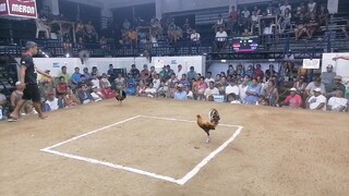 4 stag derby, Third fight (Lutong nang bawi)