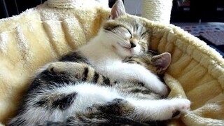 ลูกแมวและแมวน่ารัก 20 อันดับแรก สุขสันต์วันวาเลนไทน์ รวบรวมวิดีโอ
