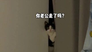 笑死了 小猫咪的脑子里都是些什么登西？