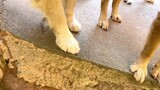 อุ้งเท้าสุนัข คำเตือน! ขอแนะนำให้สุนัขตัวเล็กดูร่วมกับสุนัขที่มีอายุมากกว่า!