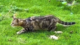 Pada momen berenergi tinggi saat kucing menangkap tikus, ternyata kucing tersebut memiliki darah unt