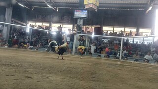 1 Cock Ulutan @ Muntinlupa Coliseum - Dom Grey wins!