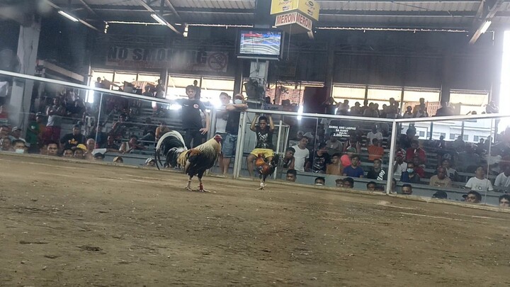 1 Cock Ulutan @ Muntinlupa Coliseum - Dom Grey wins!