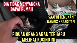 Alhamdulillah Kucing Liar Kakinya Busuk Sekarang Sudah Sembuh Bikin Haru Ribuan Orang..!