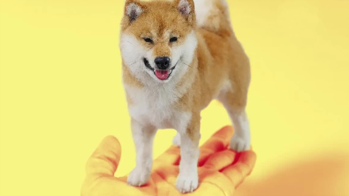 [DIY] Kempa shiba inu