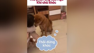 Thử phản ứng của cậu vàng Bí Ngô khi cô chủ khóc.Ngô rất lo lắng ý. Dễ thương quá à,dog pes chó chó_cưng chócute onhavanvui