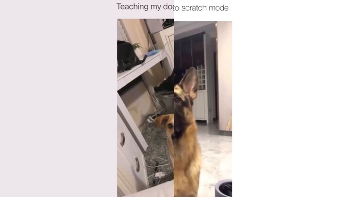 The dog literally switch to scratch mode😆 | And the other dog high notes!!